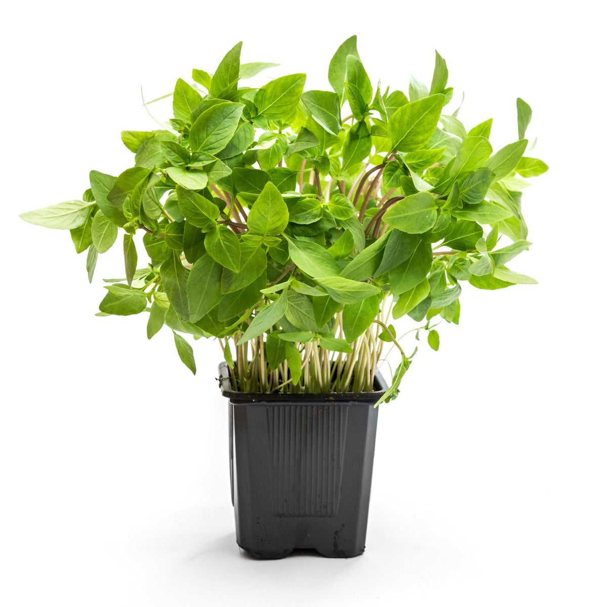 Lemon Basil Seeds Ocimum × Africanum Herb with Citrus, 110 seeds