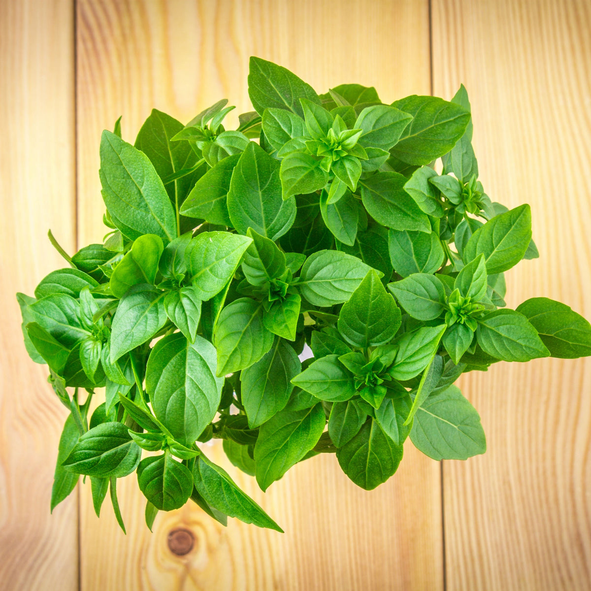 Lemon Basil Seeds Ocimum × Africanum Herb with Citrus, 110 seeds