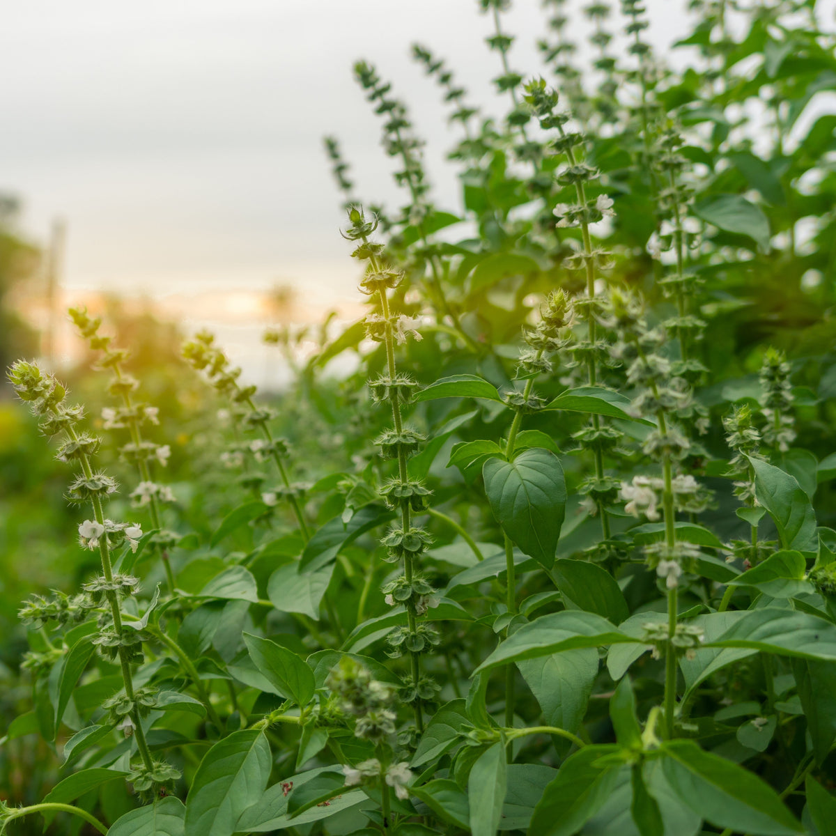 Lemon Basil Seeds Ocimum × Africanum Herb with Citrus, 110 seeds