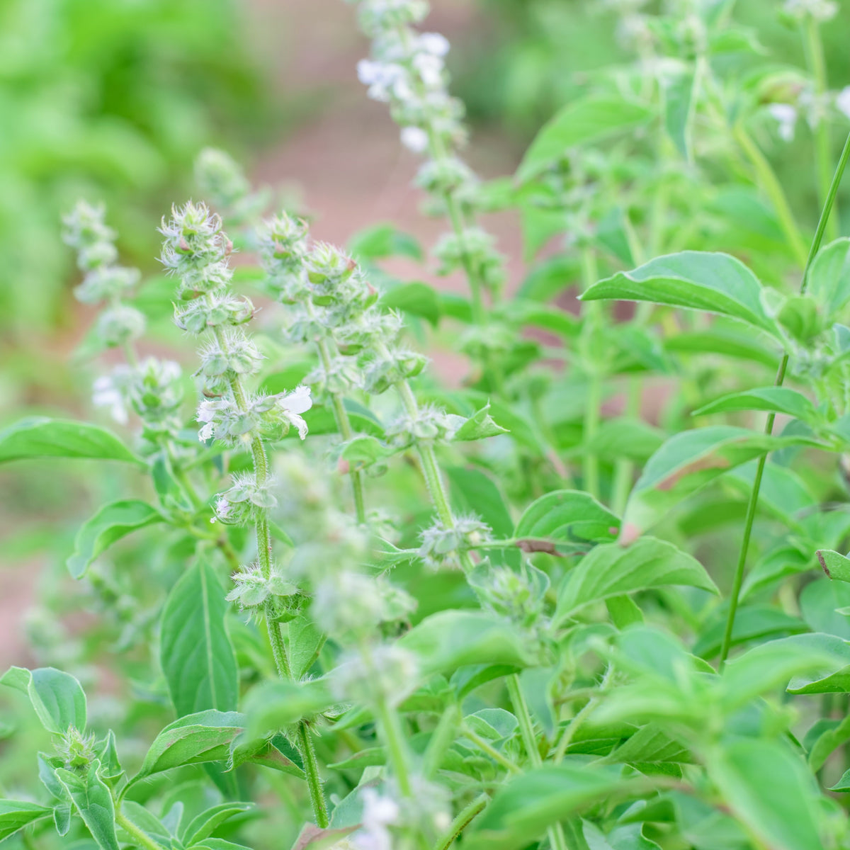 Lemon Basil Seeds Ocimum × Africanum Herb with Citrus, 110 seeds