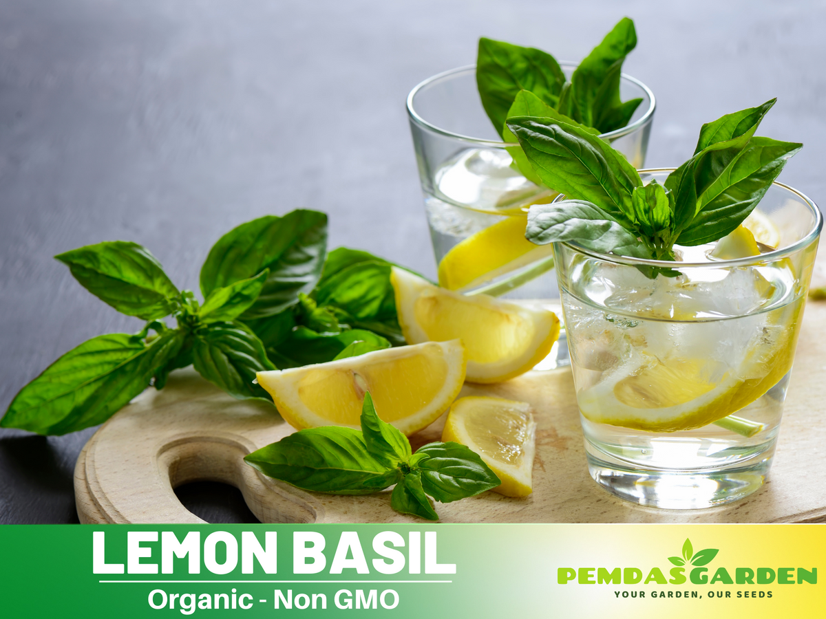 110 Seeds| Lemon  Basil Herbs Seeds #7007