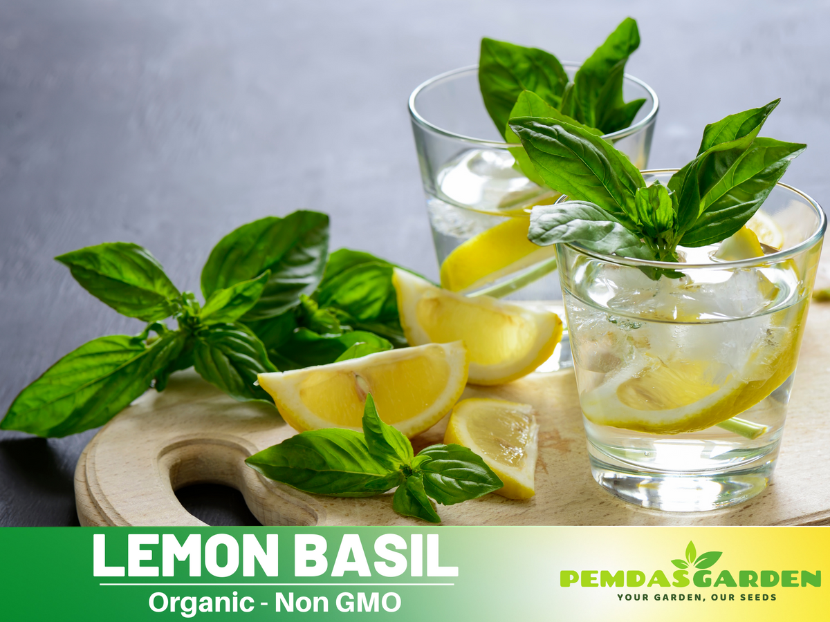 110 seeds~ Basil lemon seeds, Thai Basil Seeds #7007