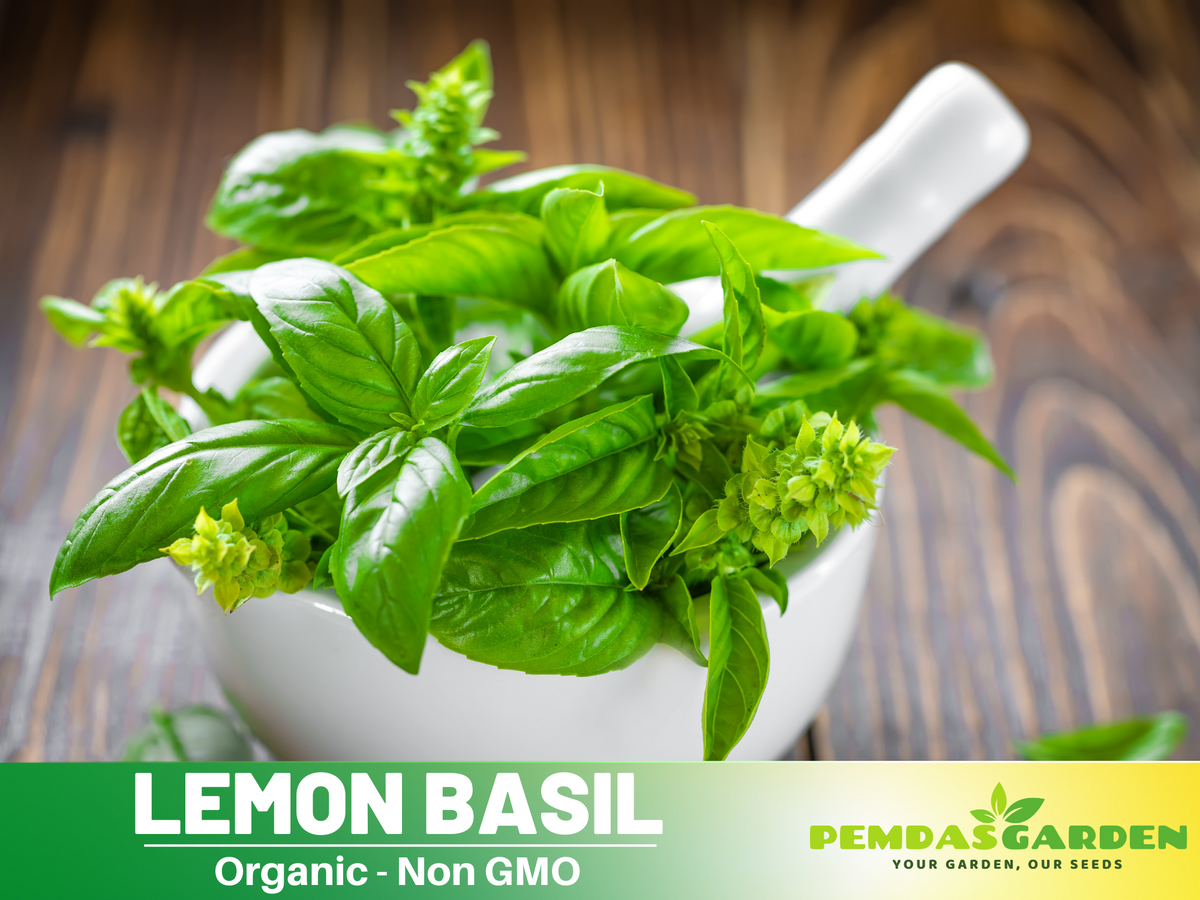 110 seeds~ Basil lemon seeds, Thai Basil Seeds #7007