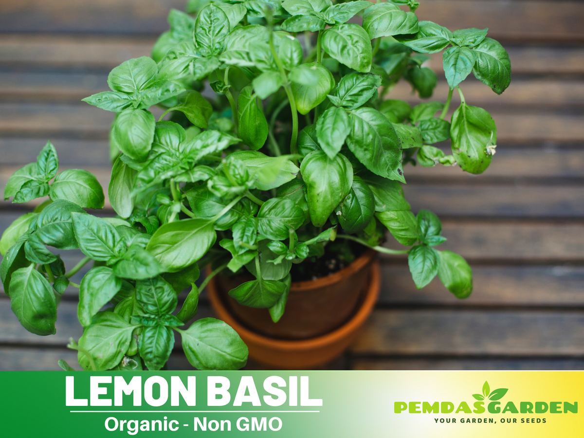 110 seeds~ Basil lemon seeds, Thai Basil Seeds #7007