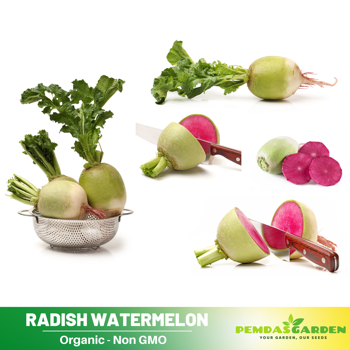 110 Seeds| Red Radish Seeds Raphanus sativus Fast Growing Root Vegetable Crisp and Spicy Flavor Easy to Grow in Garden or Containers#7008