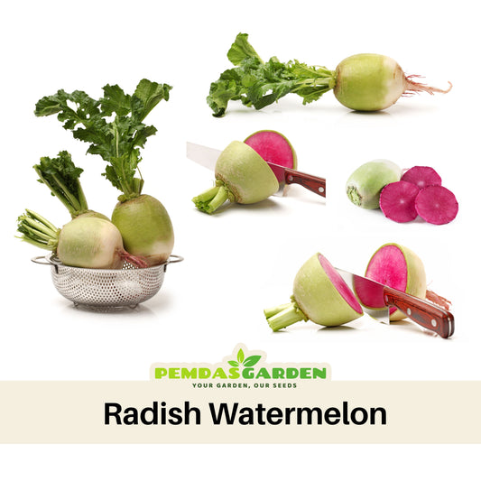 Red Radish Seeds Raphanus Sativus Fast Growing Root, 110 seeds