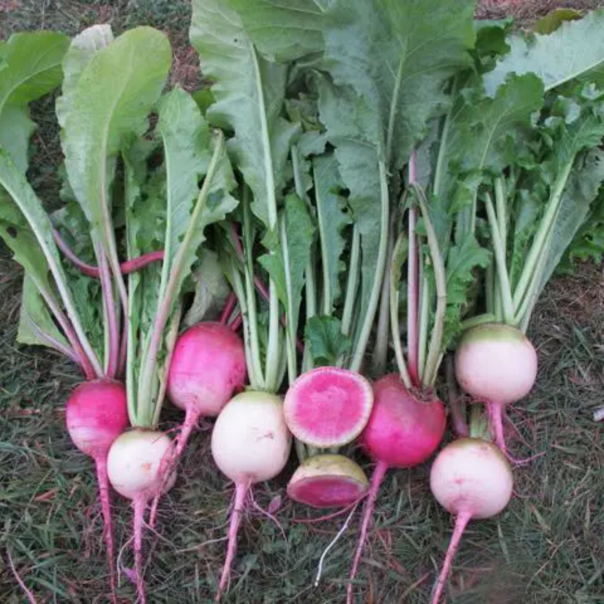 110 Seeds| Red Radish Seeds Raphanus sativus Fast Growing Root Vegetable Crisp and Spicy Flavor Easy to Grow in Garden or Containers#7008