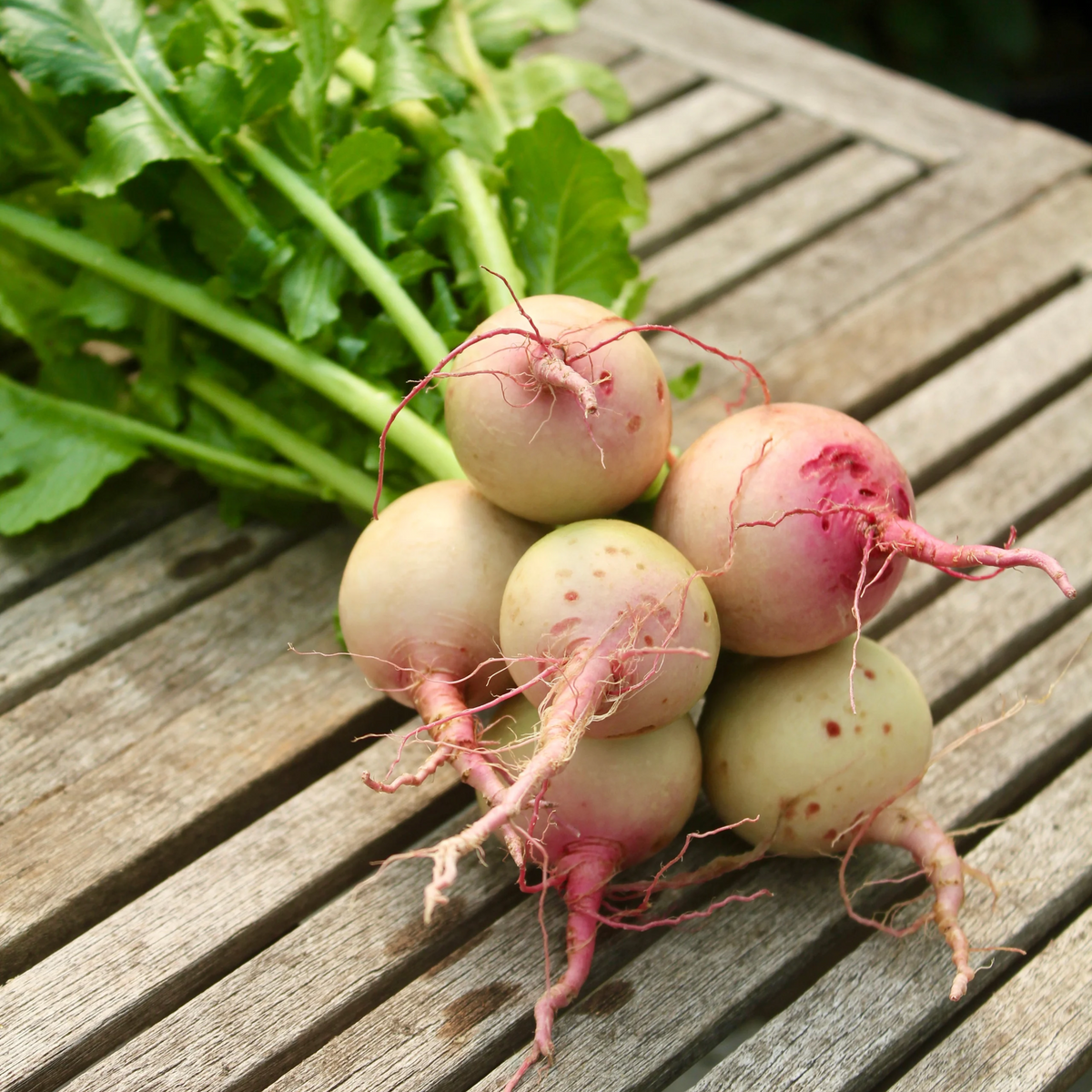 110 Seeds| Red Radish Seeds Raphanus sativus Fast Growing Root Vegetable Crisp and Spicy Flavor Easy to Grow in Garden or Containers#7008