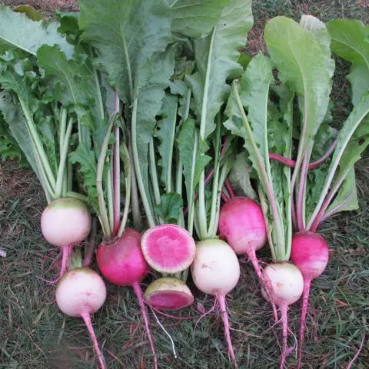 110 Seeds| Red Radish Seeds Raphanus sativus Fast Growing Root Vegetable Crisp and Spicy Flavor Easy to Grow in Garden or Containers#7008
