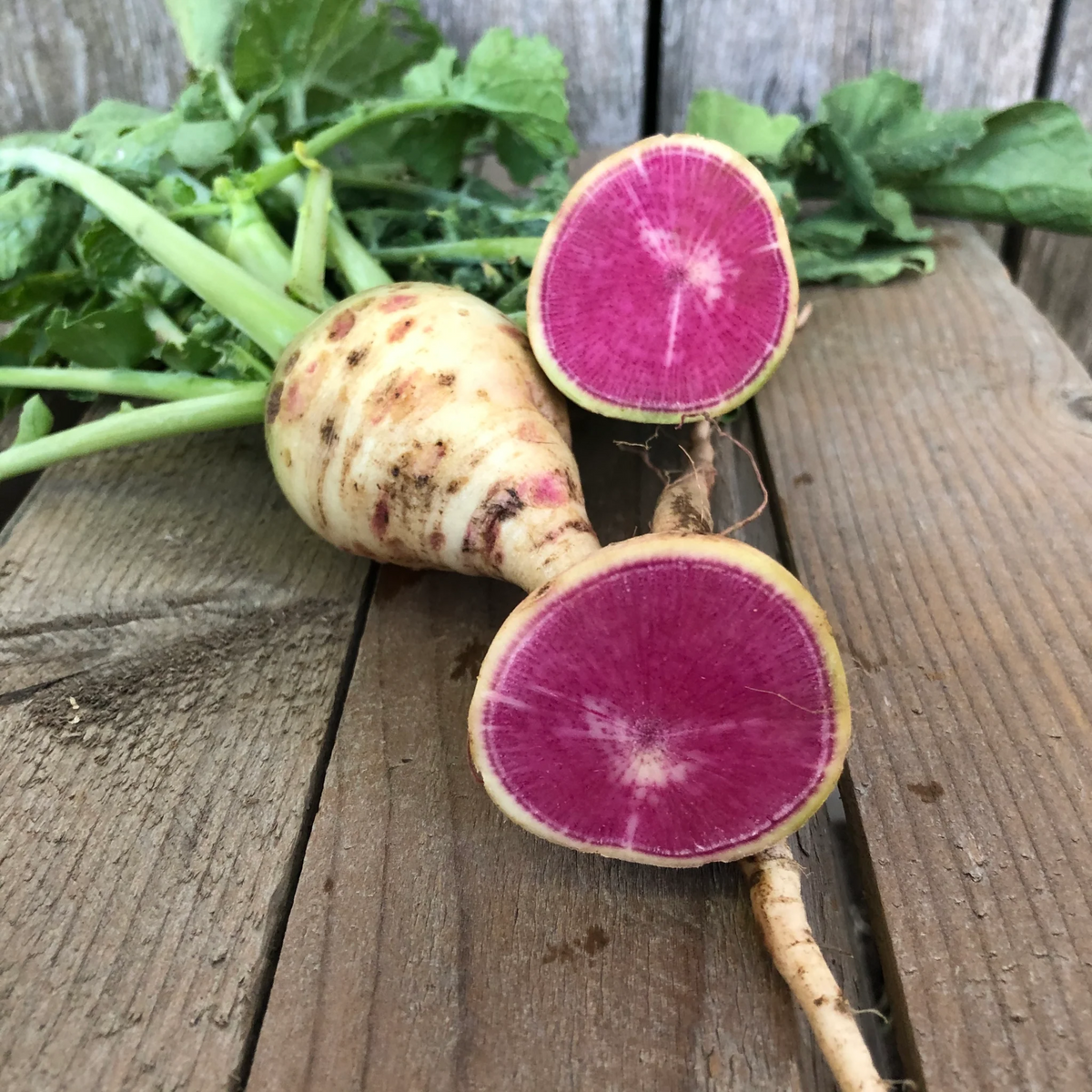 110 Seeds| Red Radish Seeds Raphanus sativus Fast Growing Root Vegetable Crisp and Spicy Flavor Easy to Grow in Garden or Containers#7008