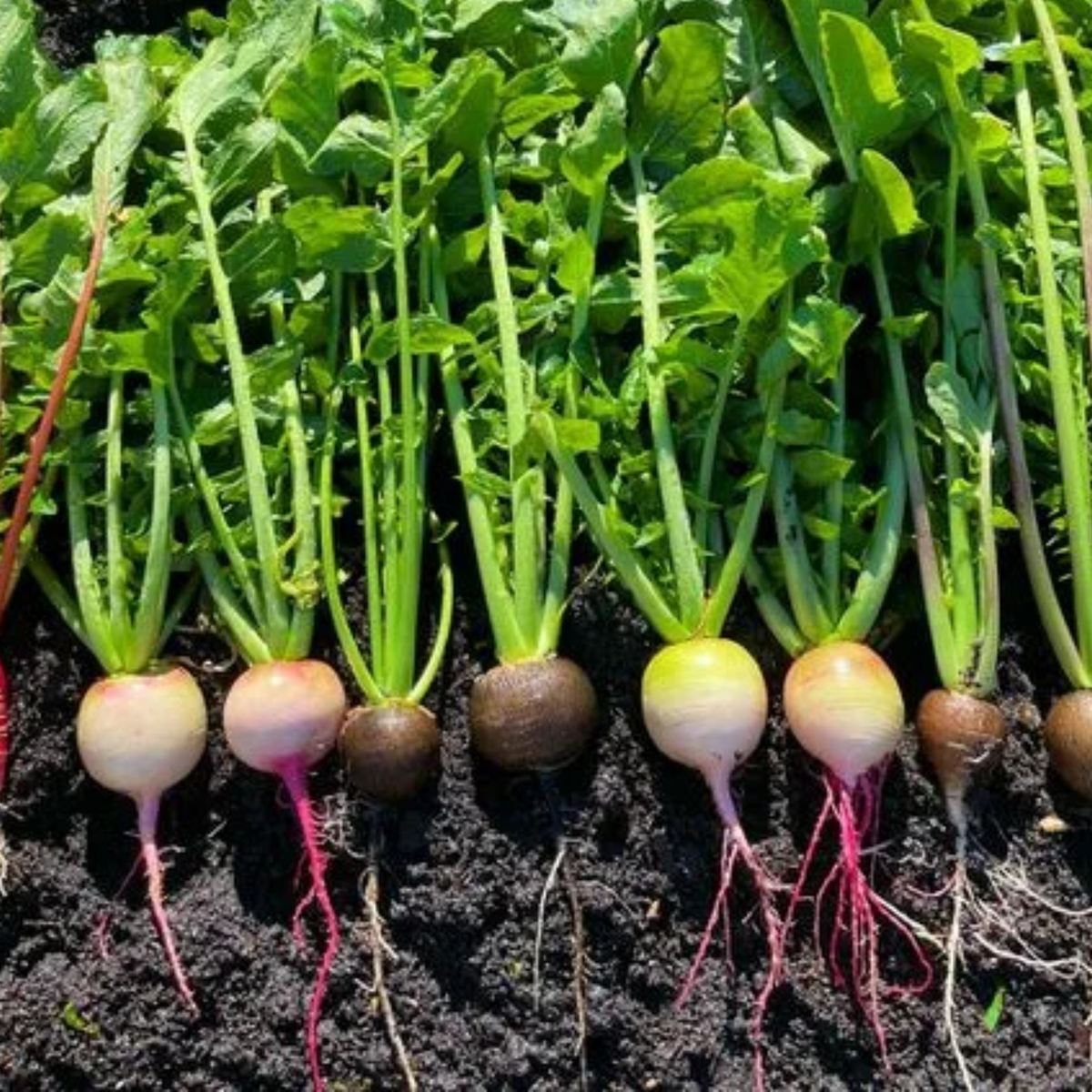 110 Seeds| Red Radish Seeds Raphanus sativus Fast Growing Root Vegetable Crisp and Spicy Flavor Easy to Grow in Garden or Containers#7008
