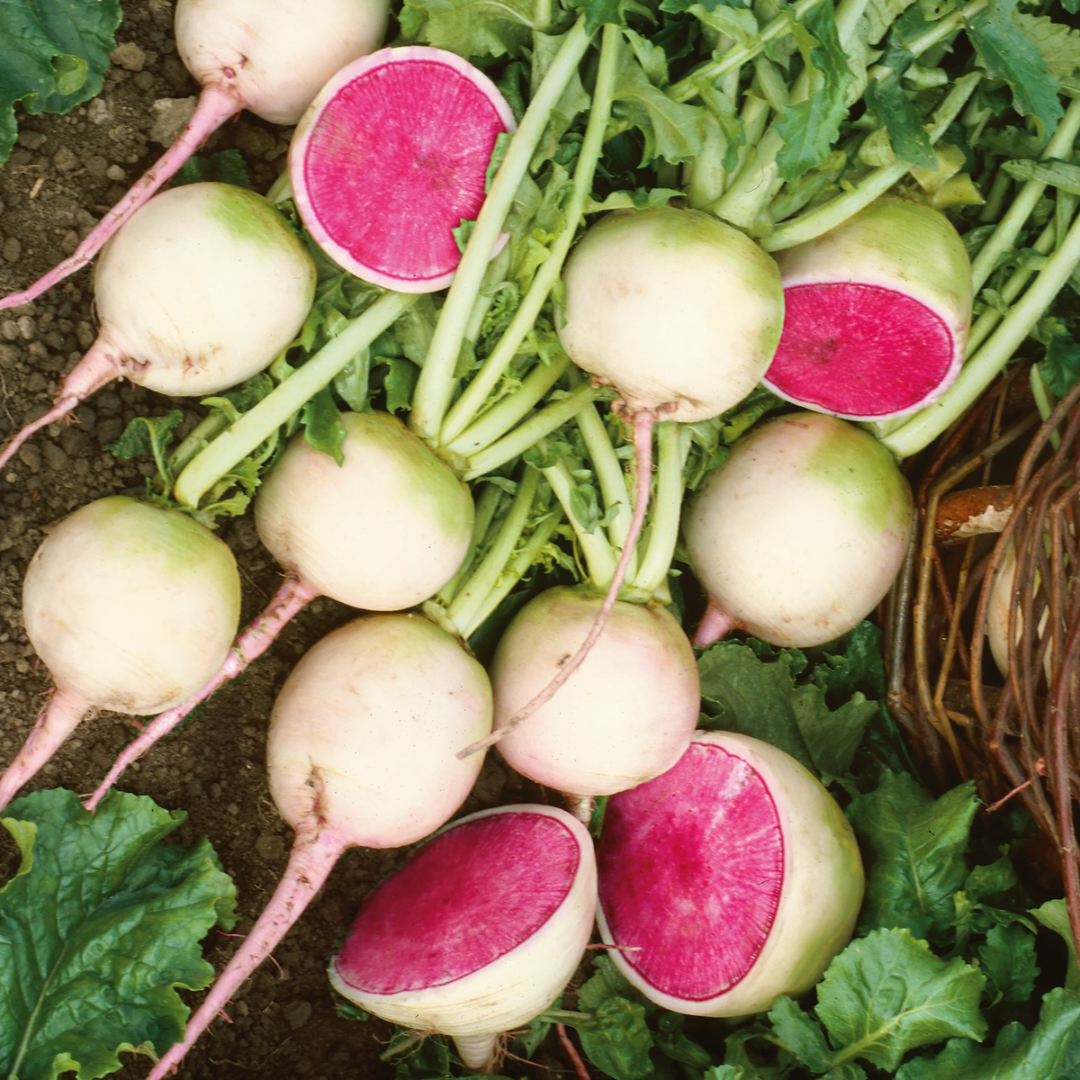 110 Seeds| Red Radish Seeds Raphanus sativus Fast Growing Root Vegetable Crisp and Spicy Flavor Easy to Grow in Garden or Containers#7008