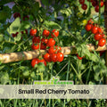 30 Seeds| Small Red Cherry Tomato Seeds - Lycopersicon esculentum Sweet Bite Size Tomatoes Easy to Grow Vegetable for Garden and Containers#7009
