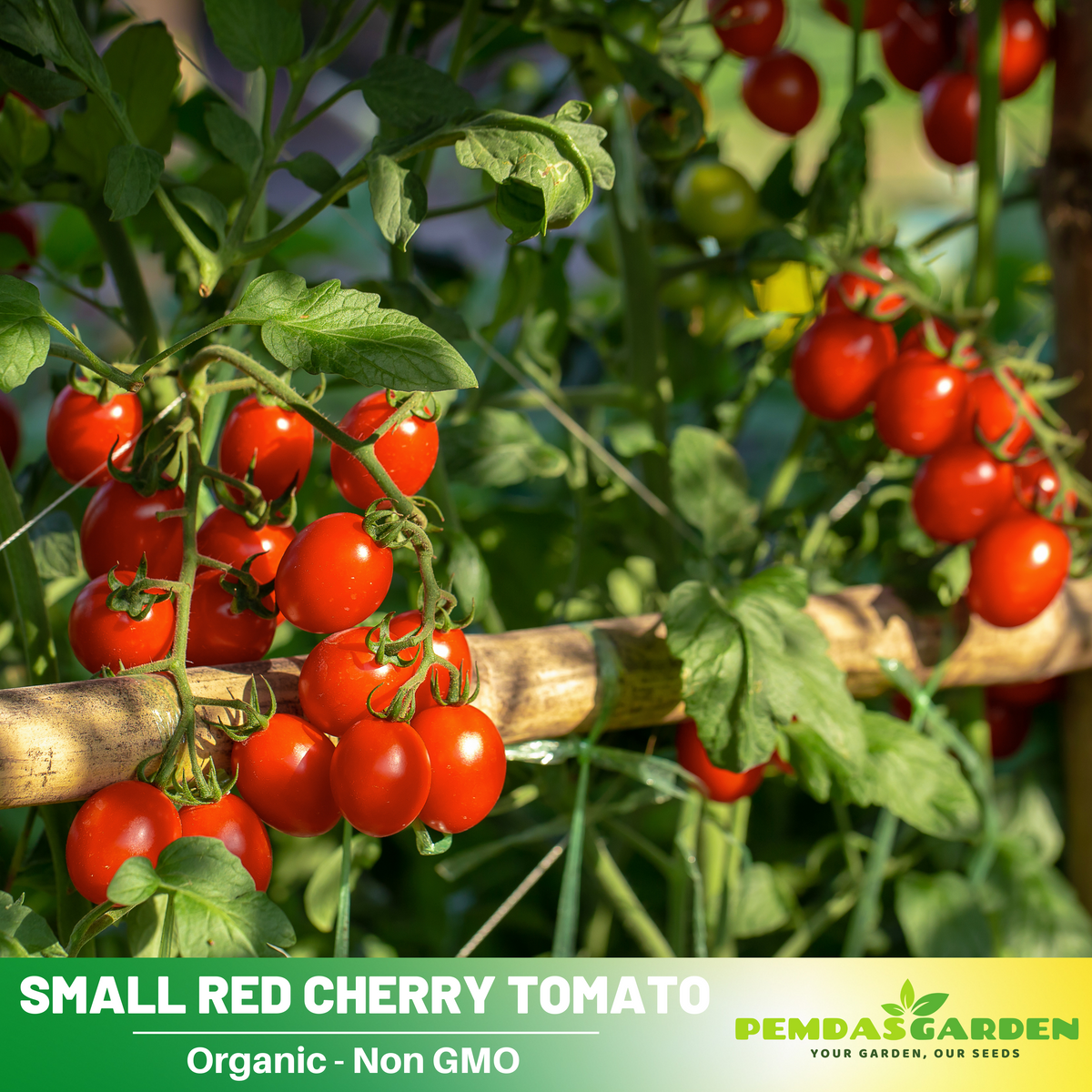 30 Seeds| Small Red Cherry Tomato Seeds - Lycopersicon esculentum Sweet Bite Size Tomatoes Easy to Grow Vegetable for Garden and Containers#7009