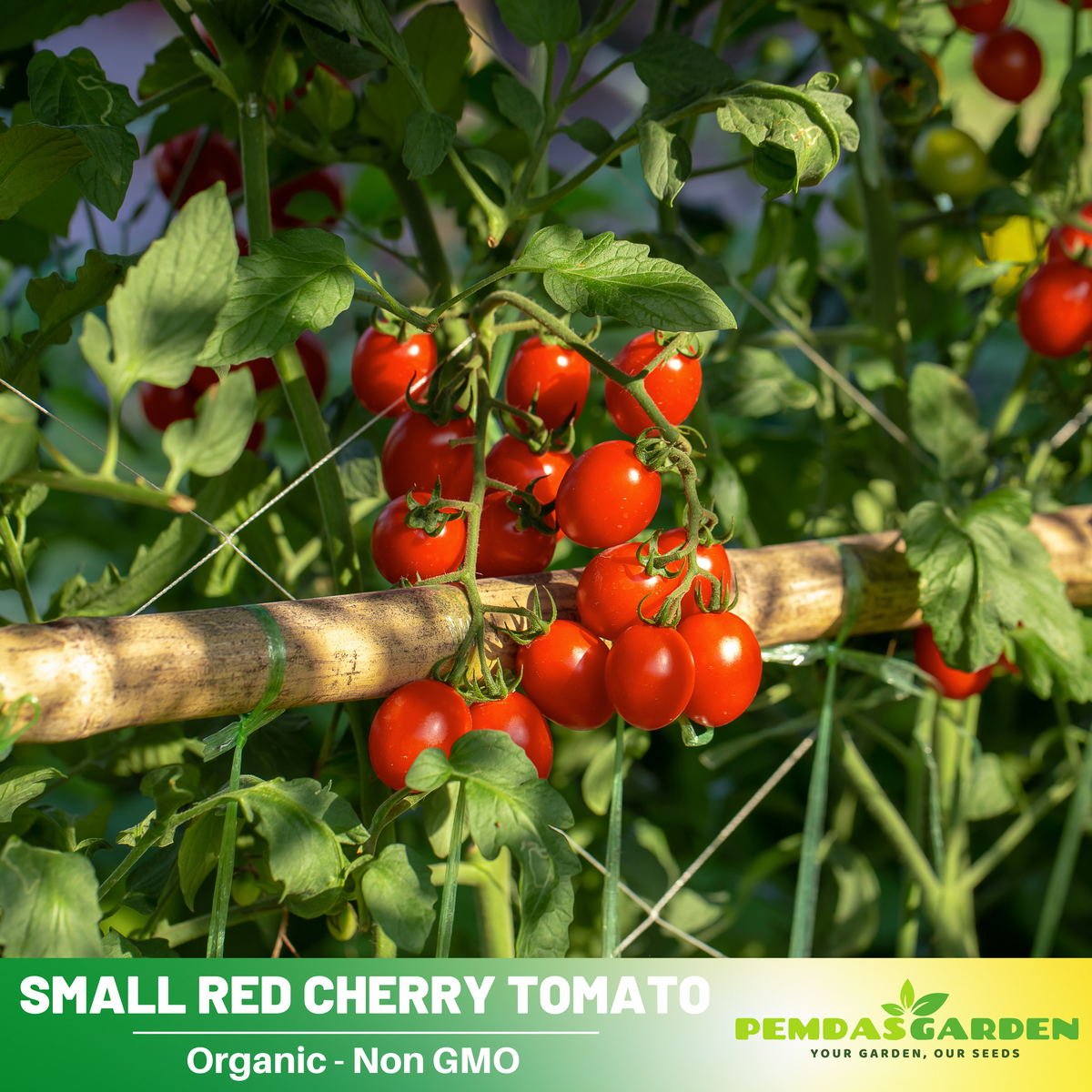 Small Red Cherry Tomato Seeds, 30 seeds