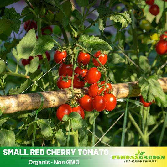 Small Red Cherry Tomato Seeds, 30 seeds
