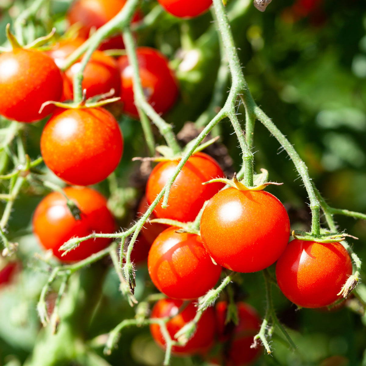Small Red Cherry Tomato Seeds, 30 seeds