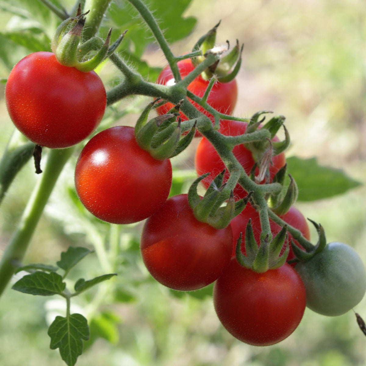 Small Red Cherry Tomato Seeds, 30 seeds
