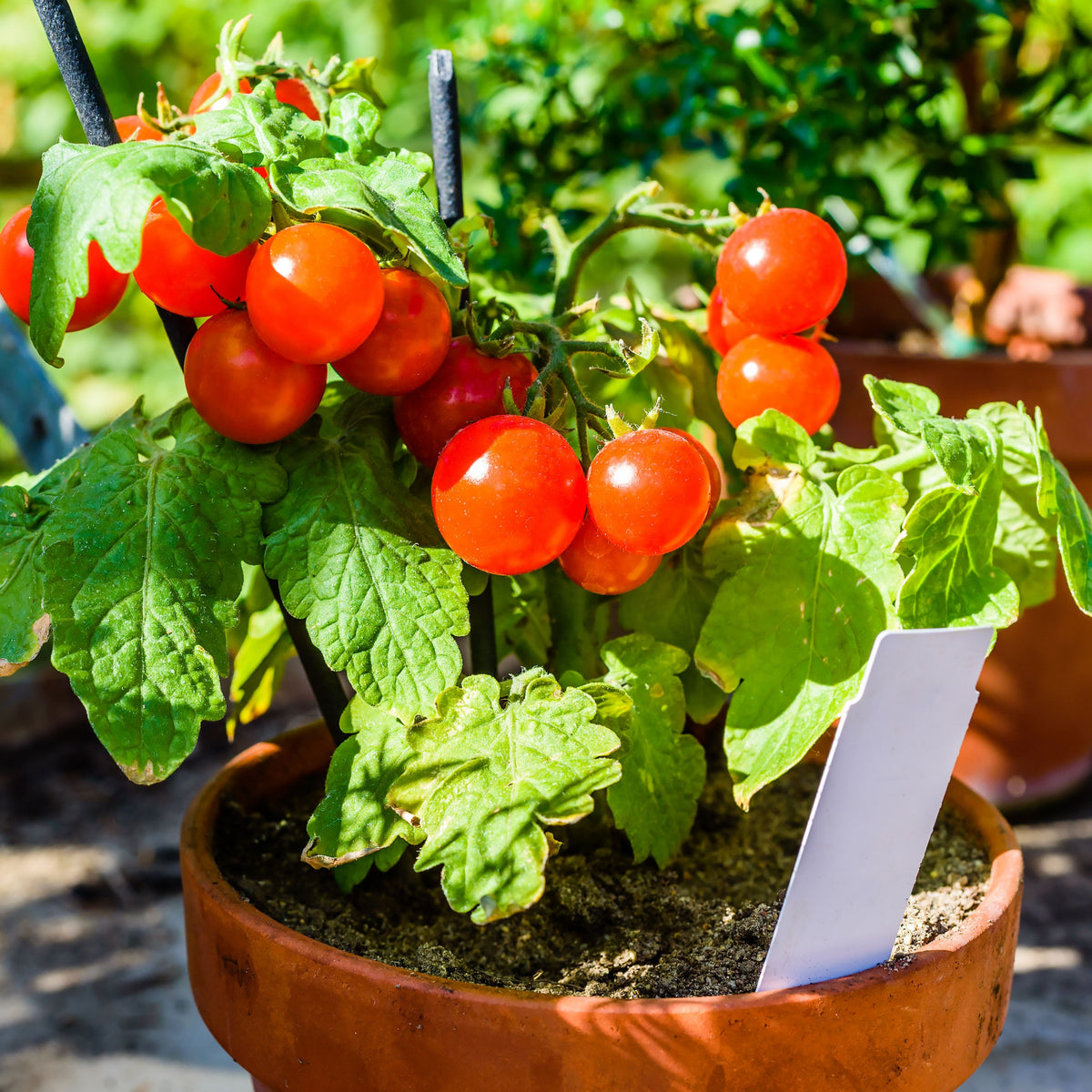 Small Red Cherry Tomato Seeds, 30 seeds