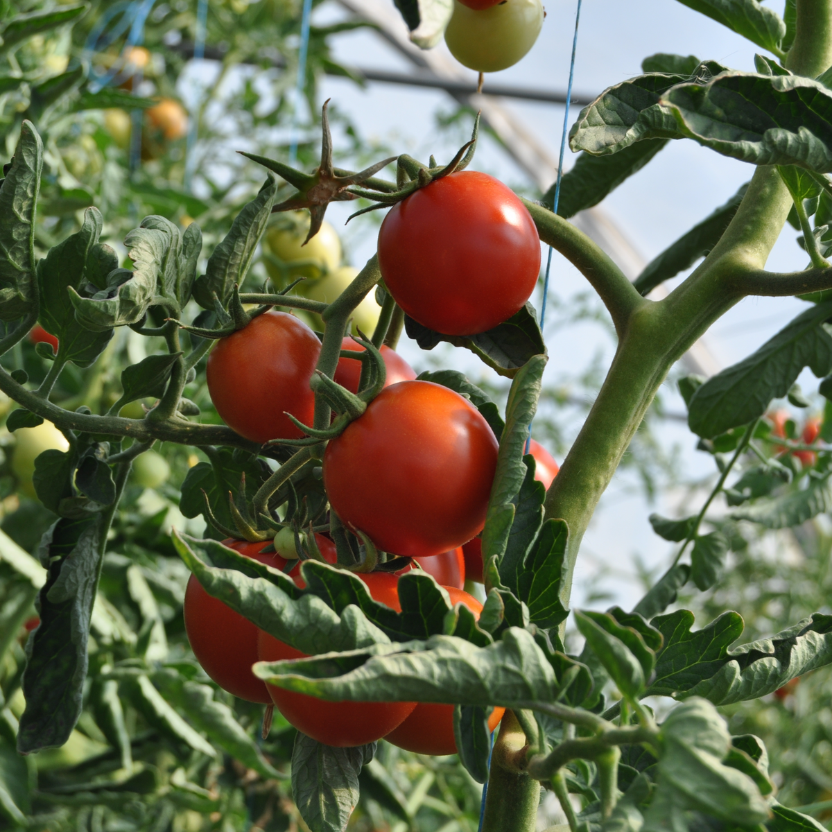 30 Seeds| Small Red Cherry Tomato Seeds - Lycopersicon esculentum Sweet Bite Size Tomatoes Easy to Grow Vegetable for Garden and Containers#7009