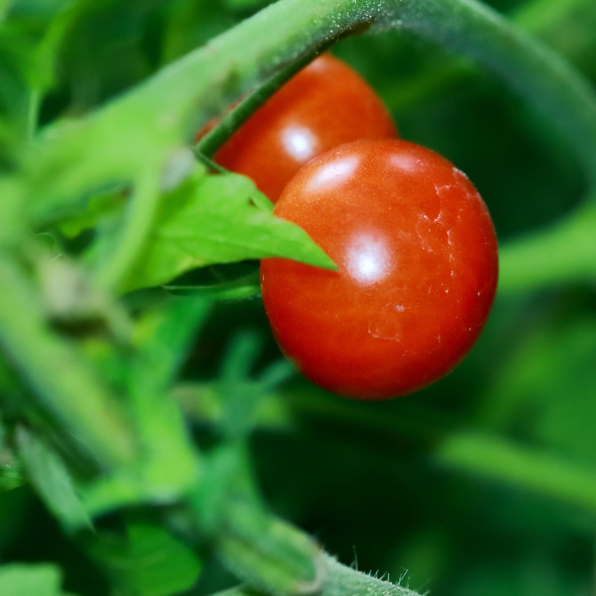 Small Red Cherry Tomato Seeds, 30 seeds