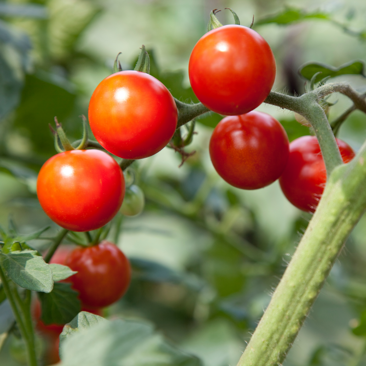 30 Seeds| Small Red Cherry Tomato Seeds - Lycopersicon esculentum Sweet Bite Size Tomatoes Easy to Grow Vegetable for Garden and Containers#7009