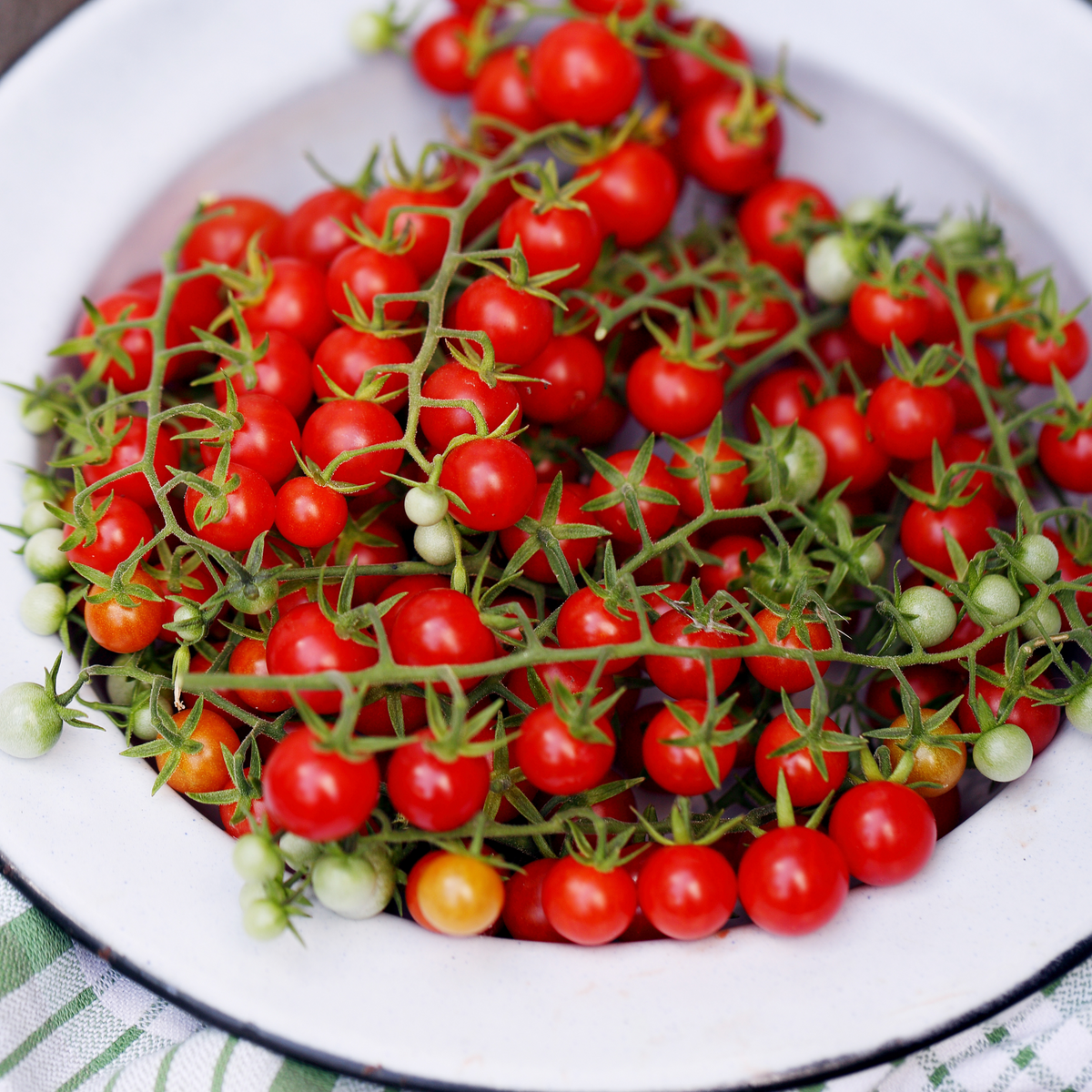 30 Seeds| Small Red Cherry Tomato Seeds - Lycopersicon esculentum Sweet Bite Size Tomatoes Easy to Grow Vegetable for Garden and Containers#7009