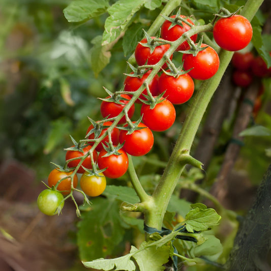 Small Red Cherry Tomato Seeds, 30 seeds
