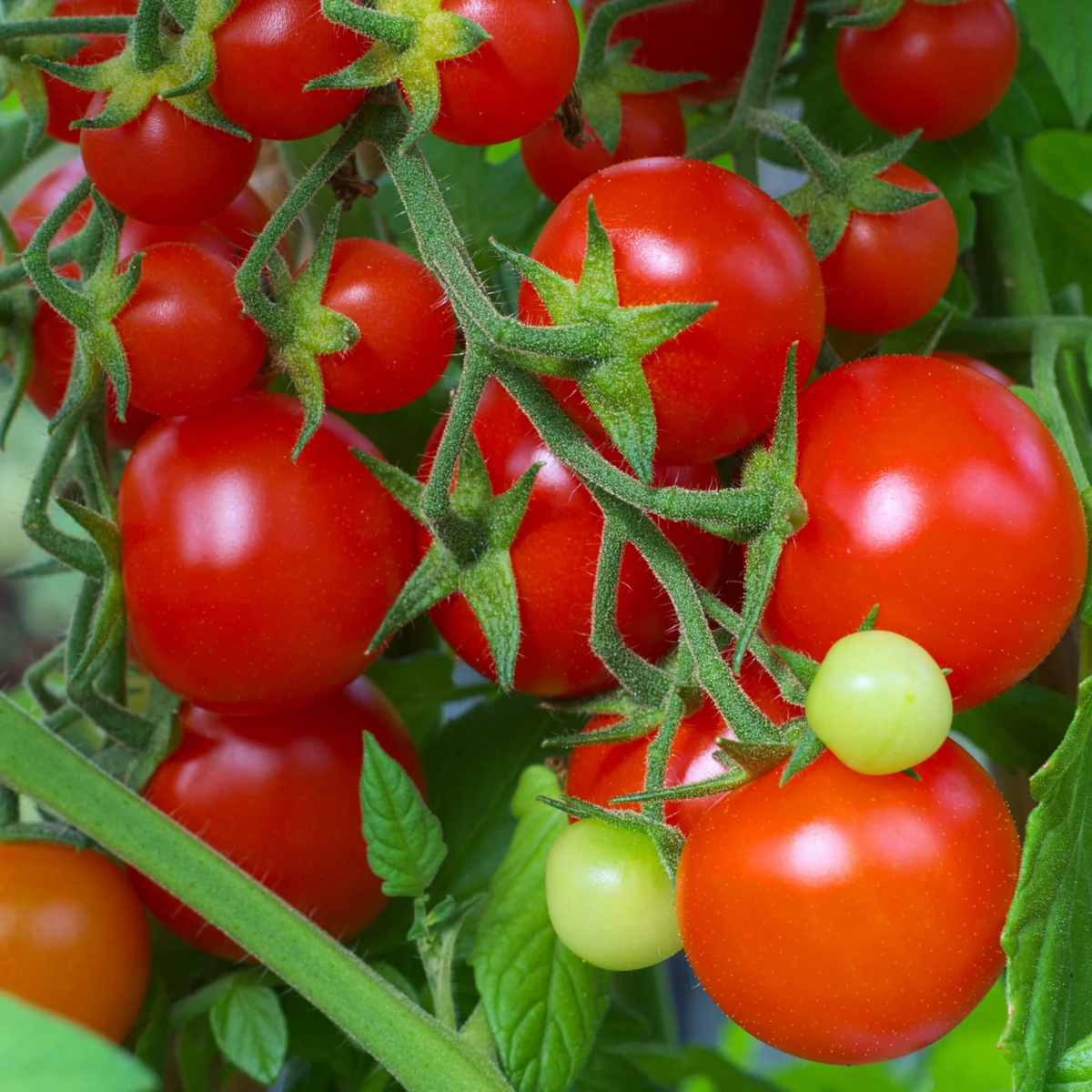 30 Seeds| Small Red Cherry Tomato Seeds - Lycopersicon esculentum Sweet Bite Size Tomatoes Easy to Grow Vegetable for Garden and Containers#7009