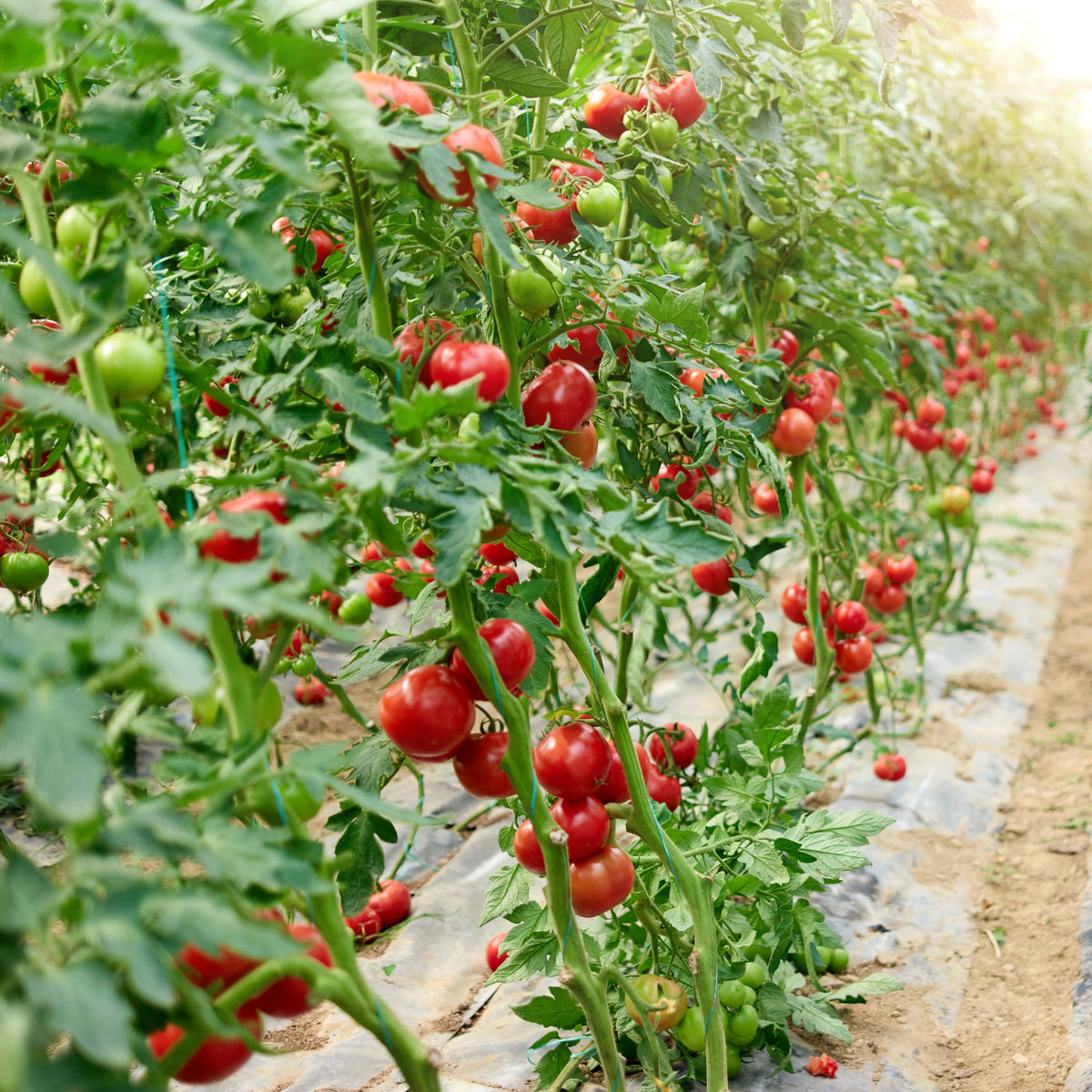 Small Red Cherry Tomato Seeds, 30 seeds