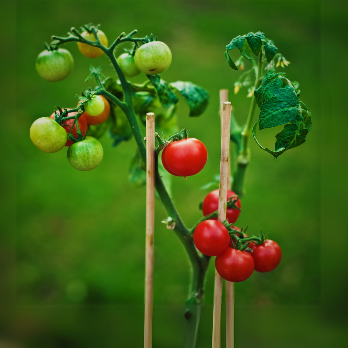 Small Red Cherry Tomato Seeds, 30 seeds