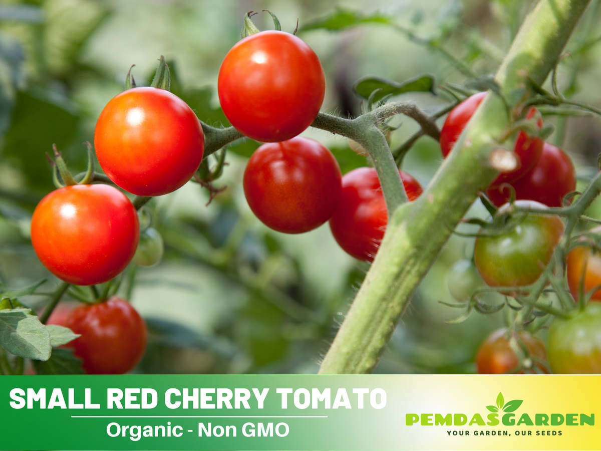 30 Seeds|  Small Red Cherry Tomato Seeds #7009
