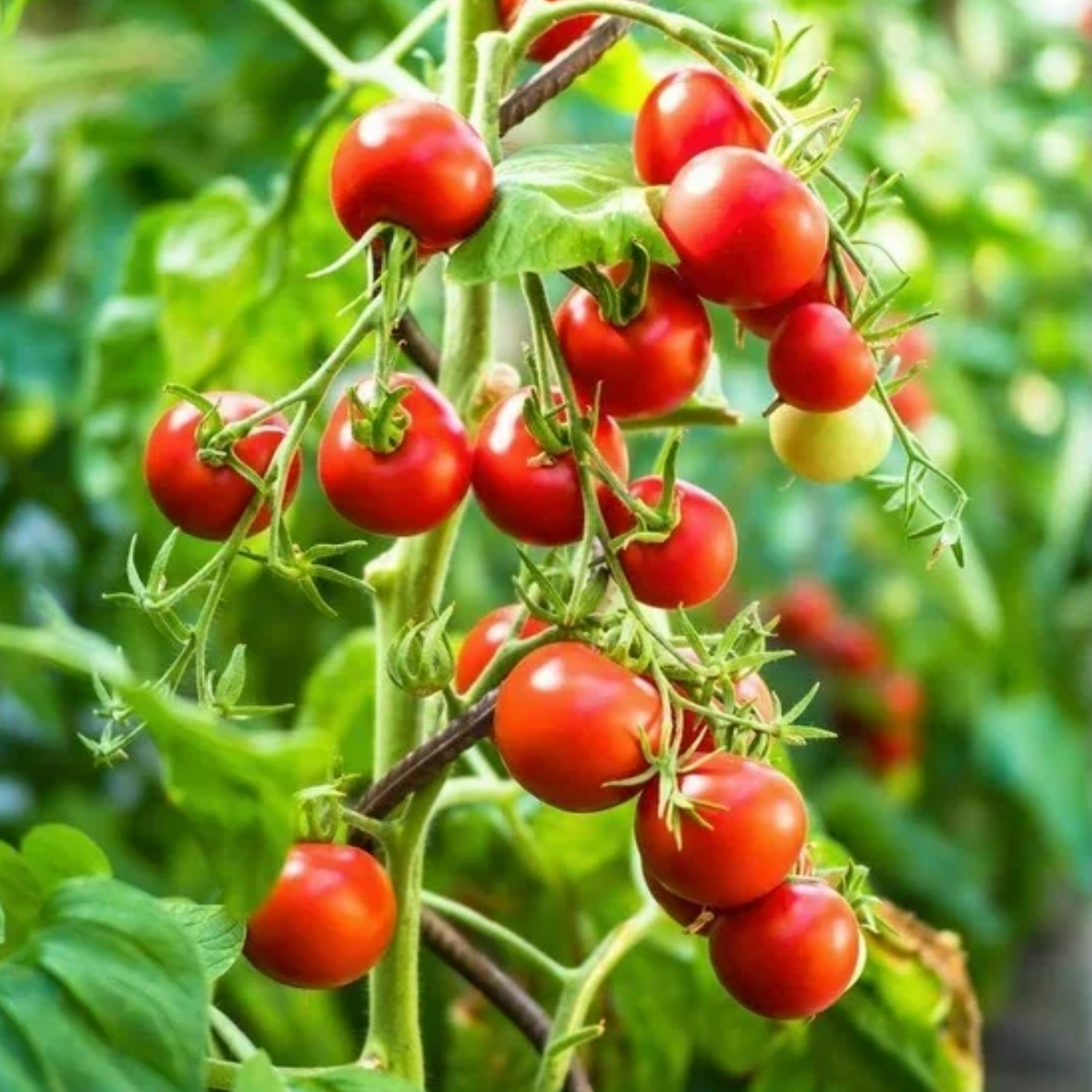 30 Seeds| Small Red Cherry Tomato Seeds - Lycopersicon esculentum Sweet Bite Size Tomatoes Easy to Grow Vegetable for Garden and Containers#7009