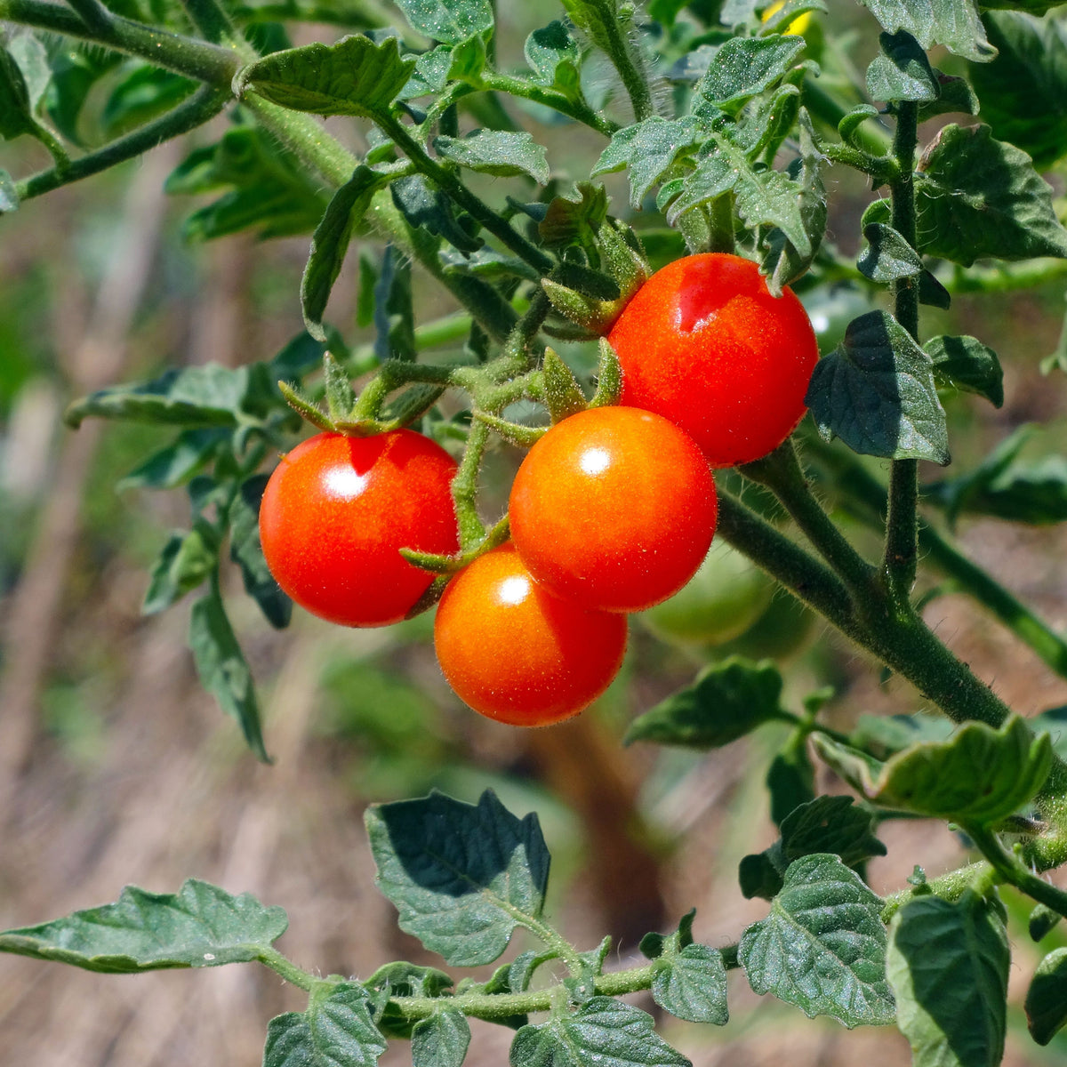 Small Red Cherry Tomato Seeds, 30 seeds