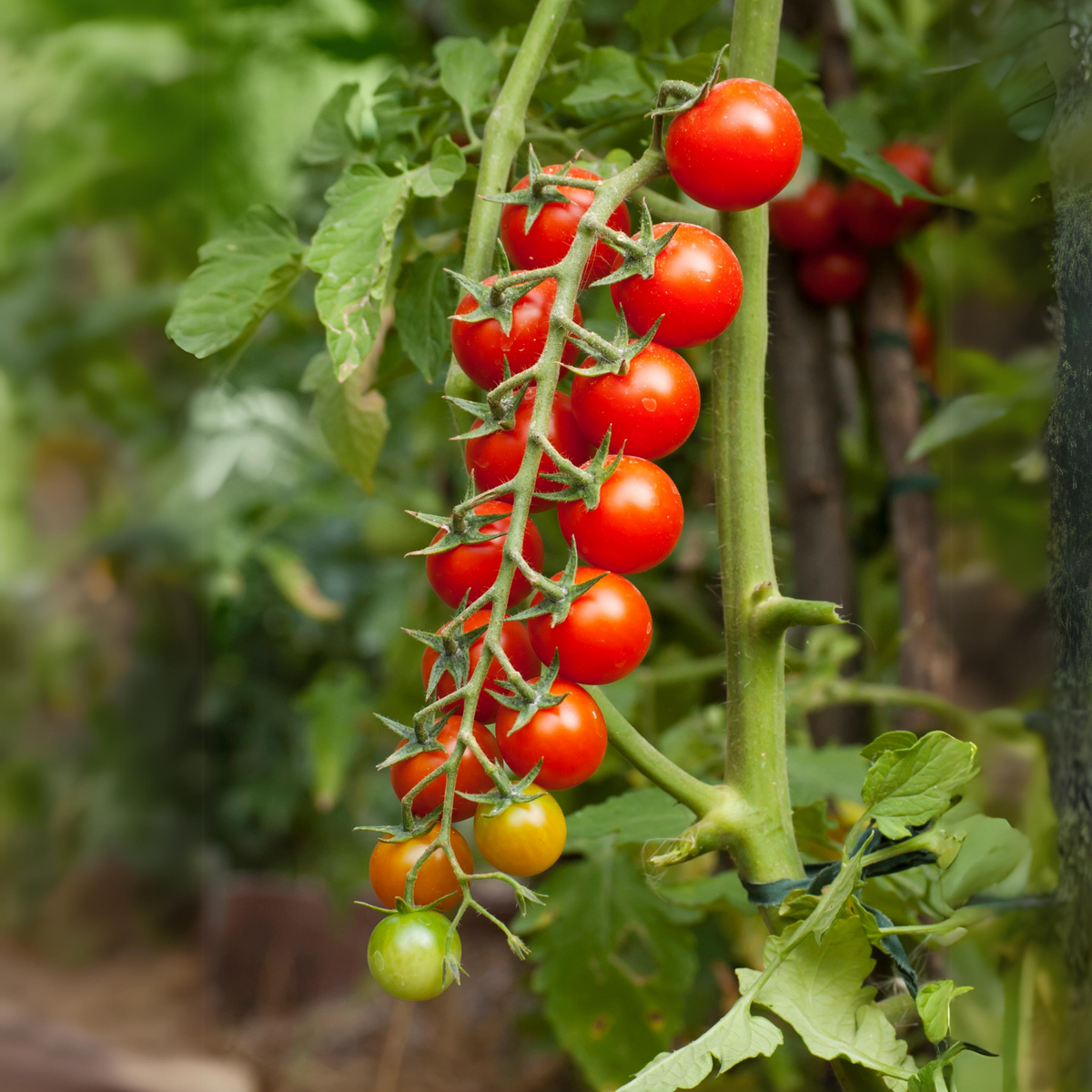 30 Seeds| Small Red Cherry Tomato Seeds - Lycopersicon esculentum Sweet Bite Size Tomatoes Easy to Grow Vegetable for Garden and Containers#7009