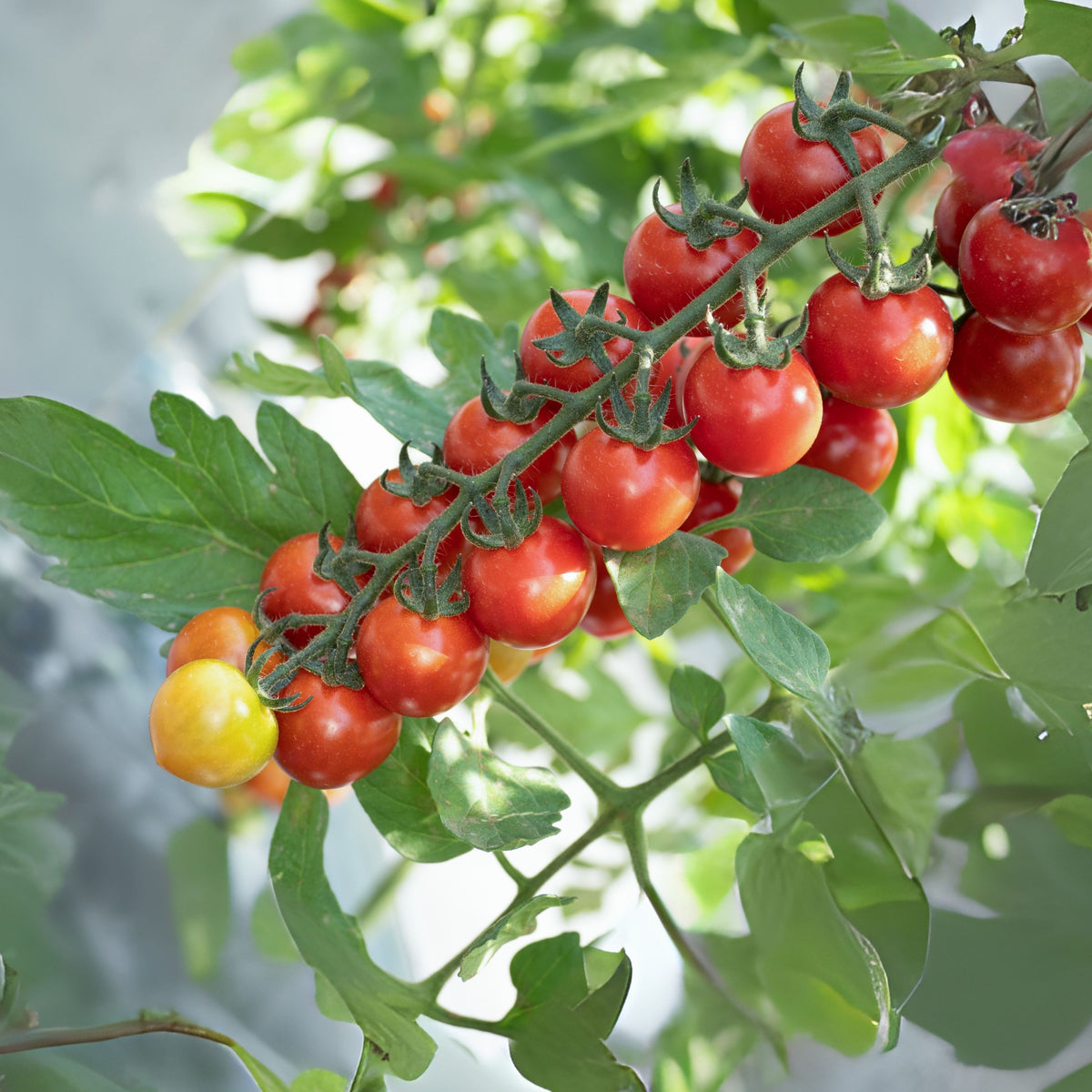 Small Red Cherry Tomato Seeds, 30 seeds