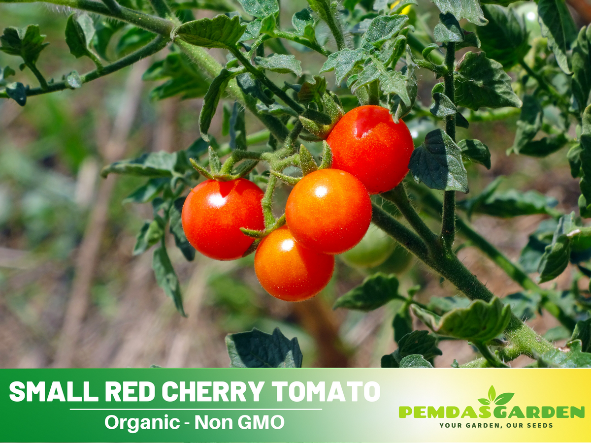30 Seeds|  Small Red Cherry Tomato Seeds #7009