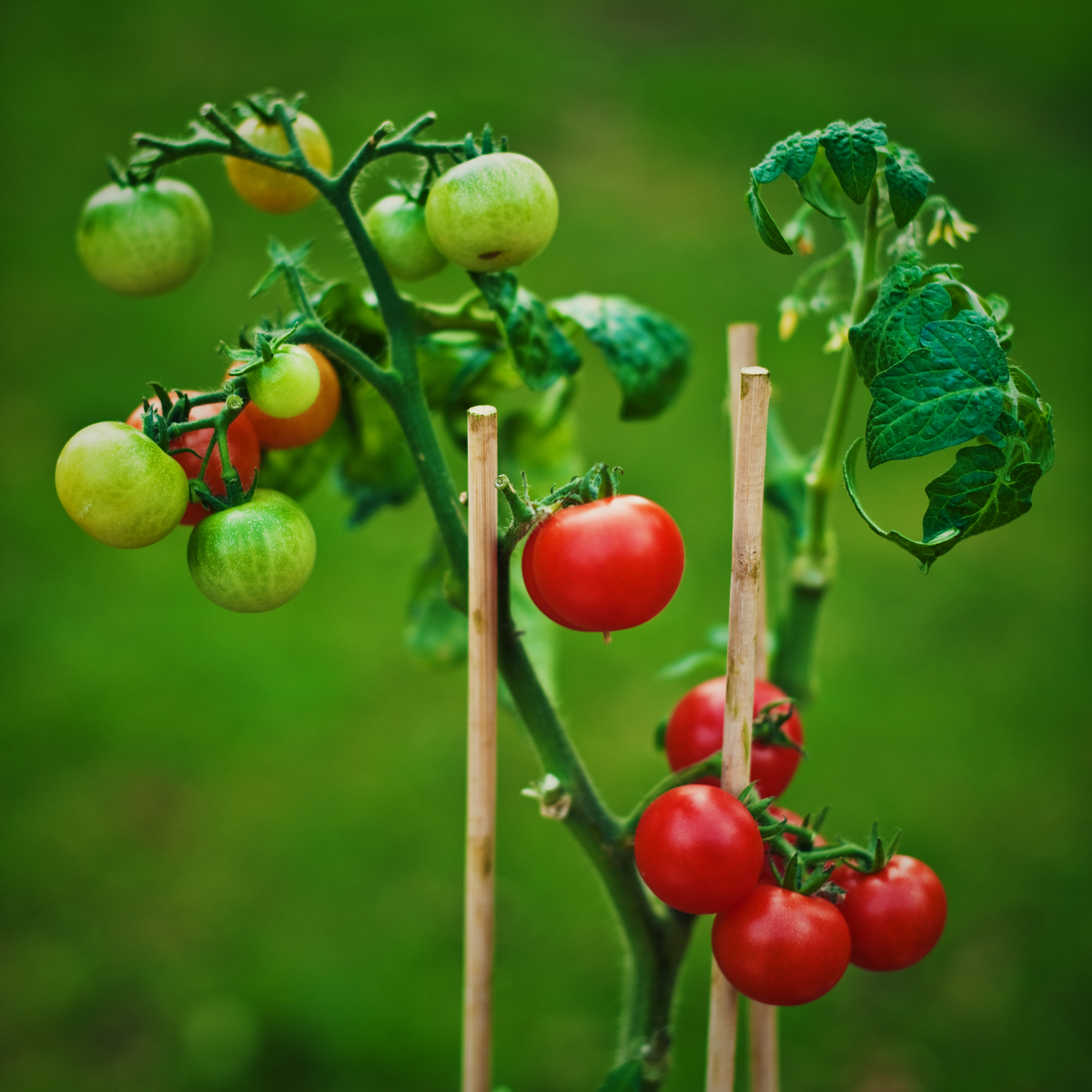 30 Seeds| Small Red Cherry Tomato Seeds - Lycopersicon esculentum Sweet Bite Size Tomatoes Easy to Grow Vegetable for Garden and Containers#7009