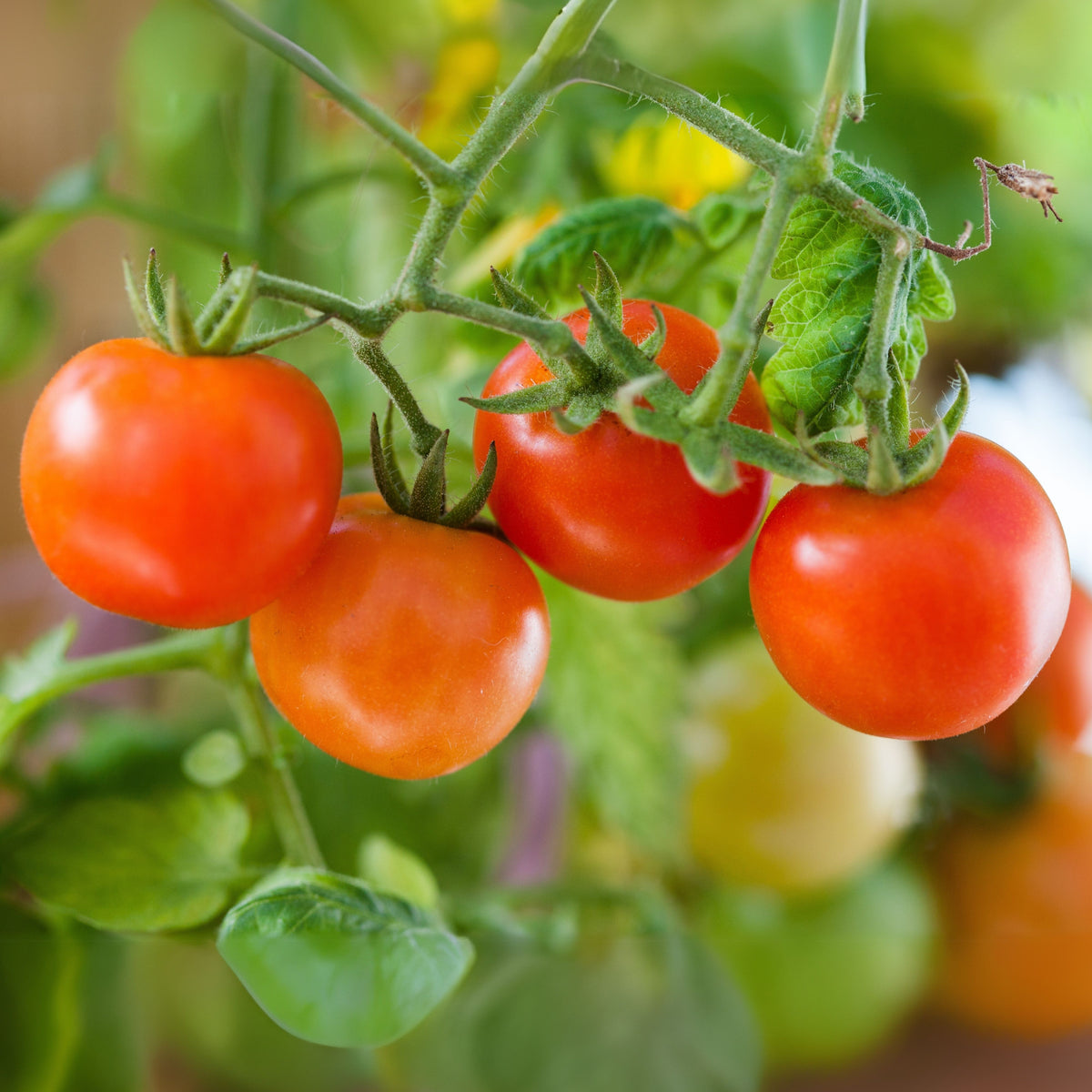 Small Red Cherry Tomato Seeds, 30 seeds