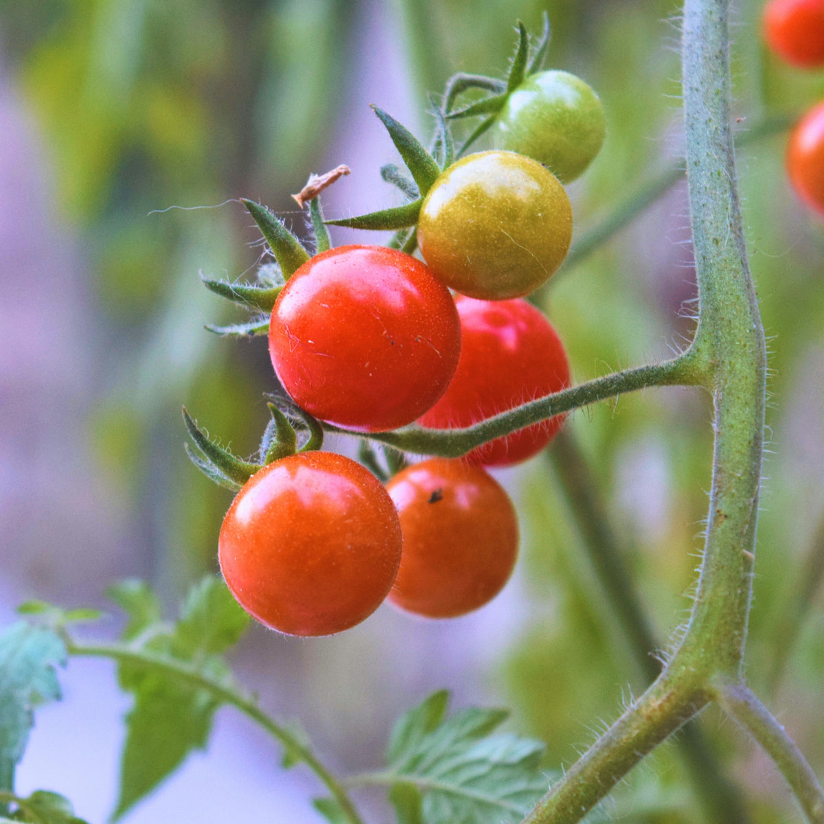 Small Red Cherry Tomato Seeds, 30 seeds