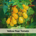 60 Seeds| Yellow Pear Tomato Seeds Heirloom Lycopersicon esculentum Small Pear Shaped Tomatoes Sweet Flavor Easy to Grow in Garden or Containers #7011