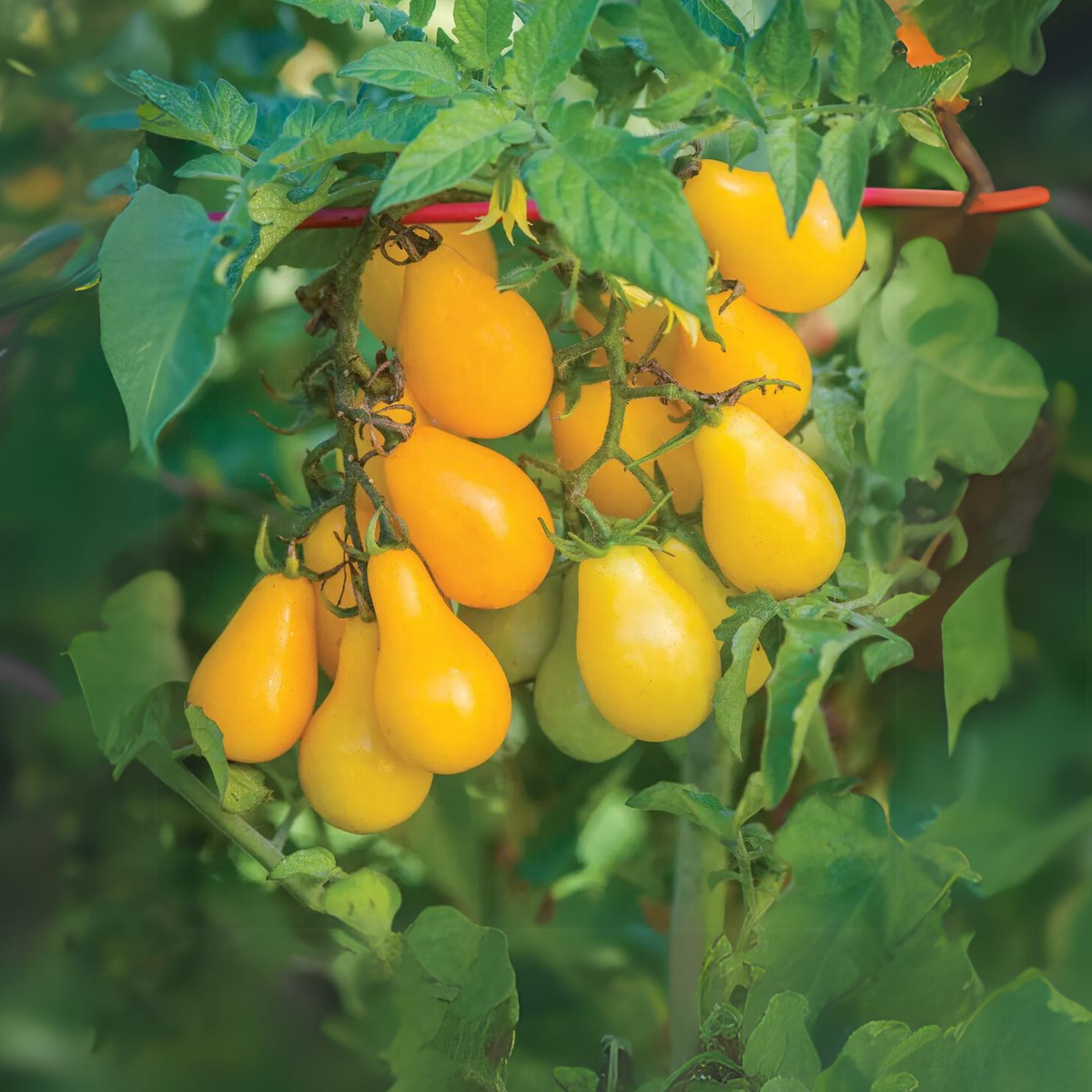 Yellow Pear Tomato Seeds Lycopersicon Esculentum Small Pear, 60 seeds