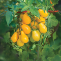 60 Seeds| Yellow Pear Tomato Seeds Heirloom Lycopersicon esculentum Small Pear Shaped Tomatoes Sweet Flavor Easy to Grow in Garden or Containers #7011
