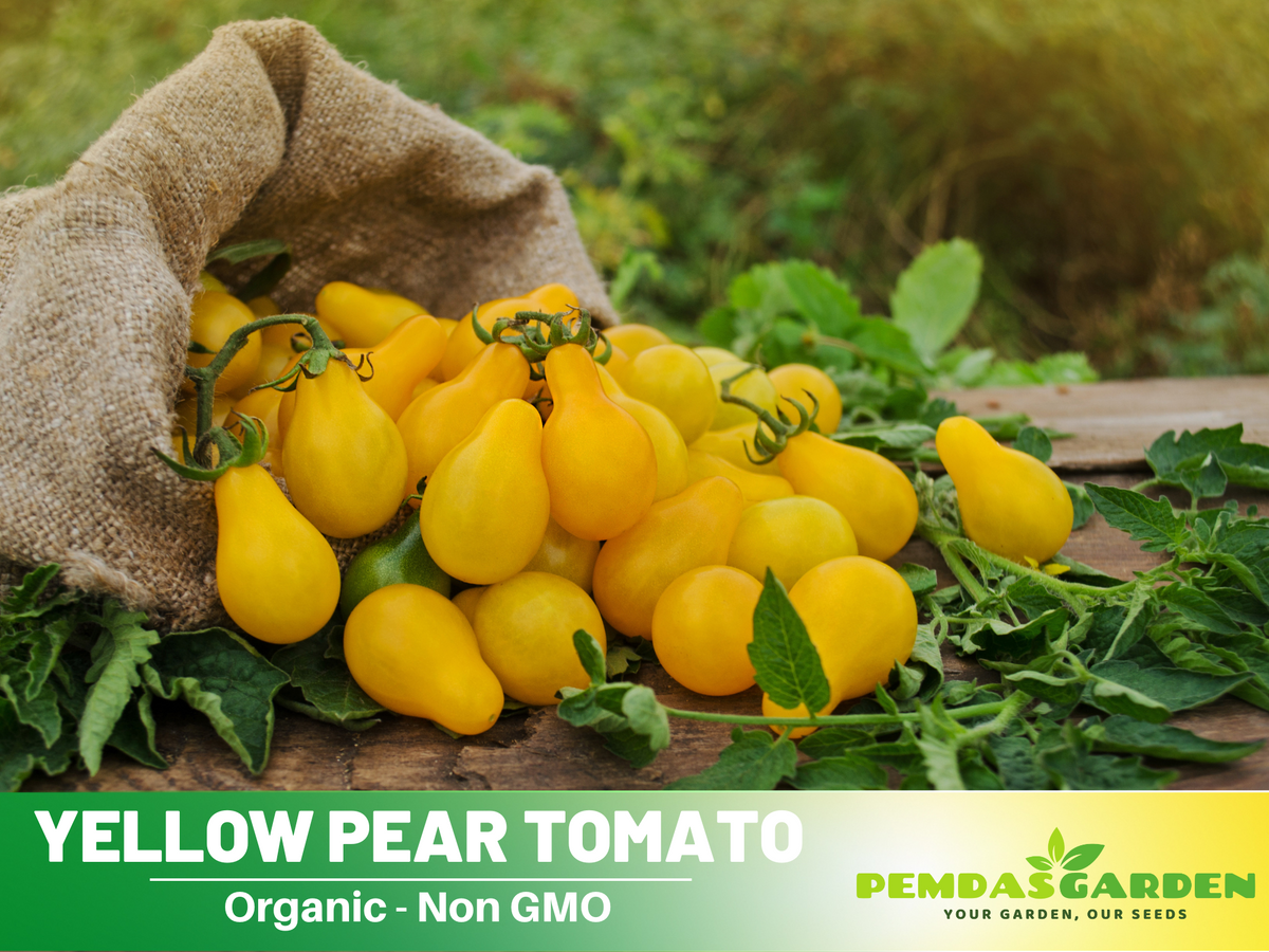 60 Seeds| Yellow Pear Tomato Seeds #7011