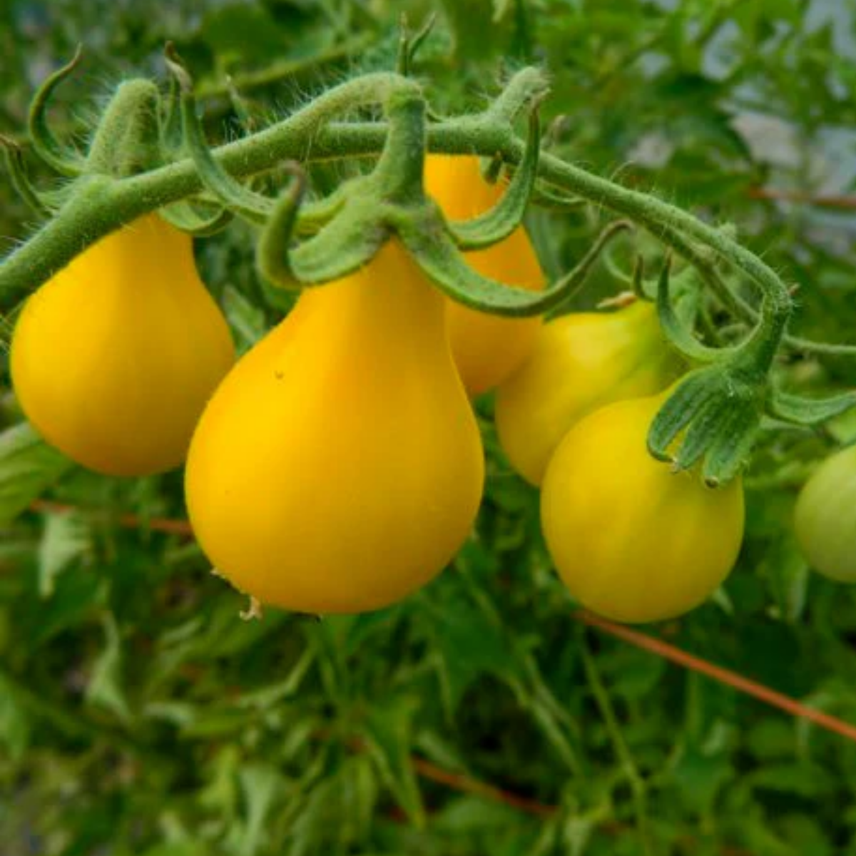 60 Seeds| Yellow Pear Tomato Seeds Heirloom Lycopersicon esculentum Small Pear Shaped Tomatoes Sweet Flavor Easy to Grow in Garden or Containers #7011