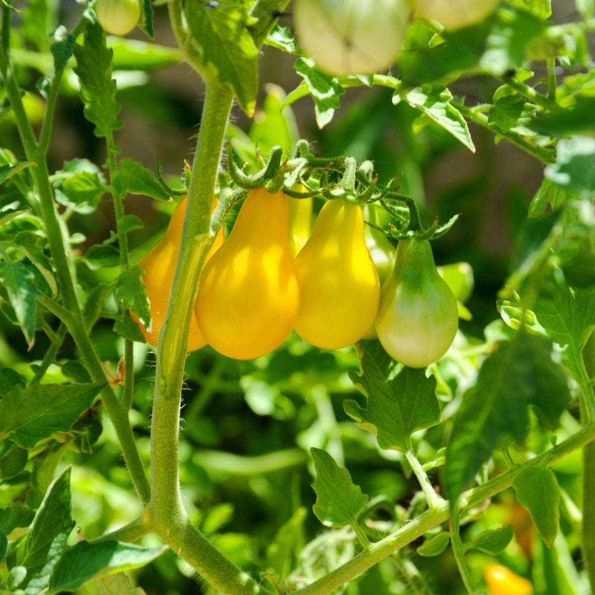 Yellow Pear Tomato Seeds Lycopersicon Esculentum Small Pear, 60 seeds
