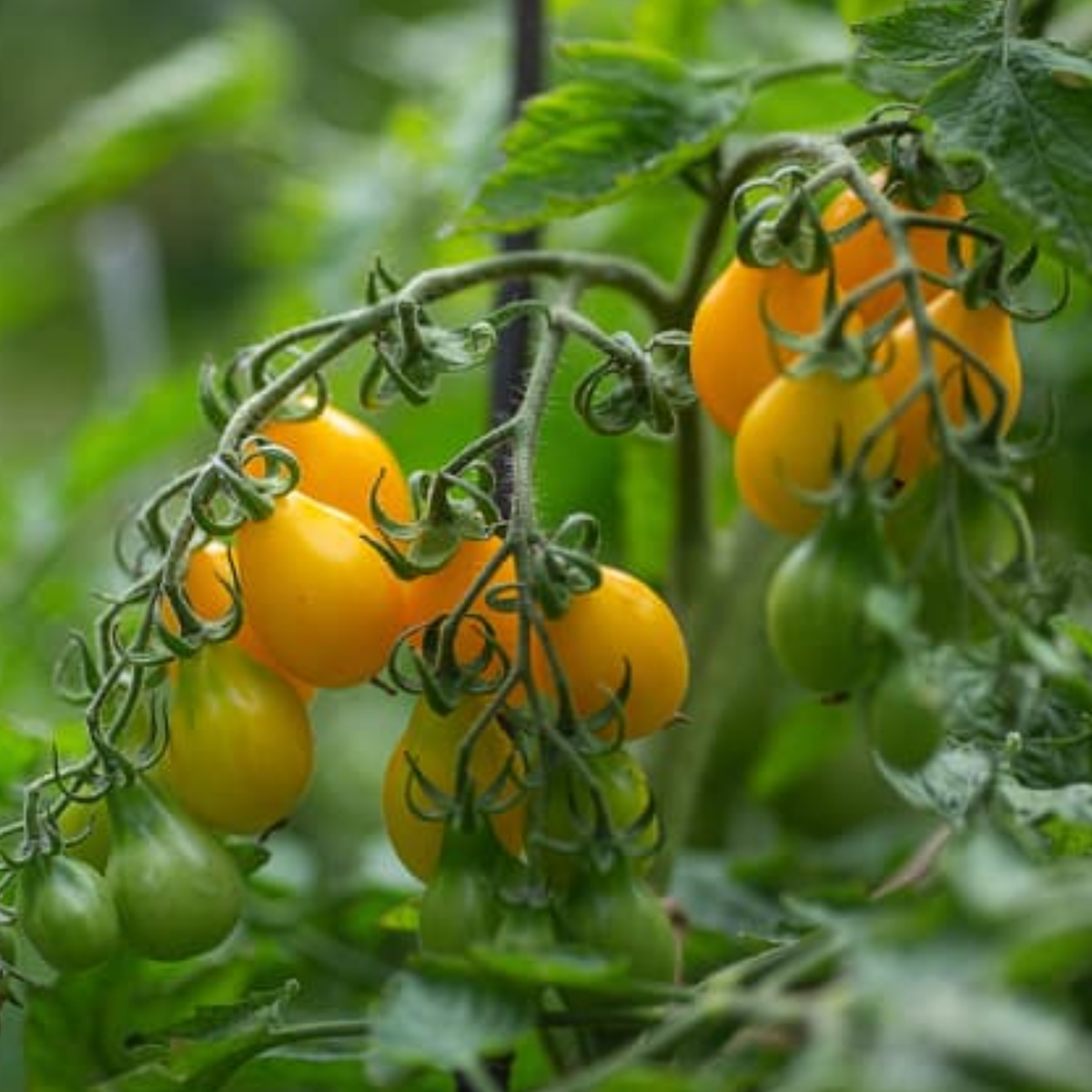 60 Seeds| Yellow Pear Tomato Seeds Heirloom Lycopersicon esculentum Small Pear Shaped Tomatoes Sweet Flavor Easy to Grow in Garden or Containers #7011