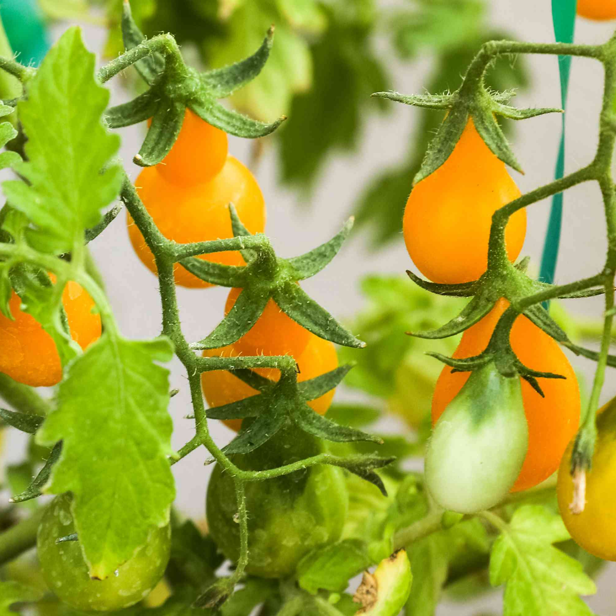 60 Seeds| Yellow Pear Tomato Seeds Heirloom Lycopersicon esculentum Small Pear Shaped Tomatoes Sweet Flavor Easy to Grow in Garden or Containers #7011
