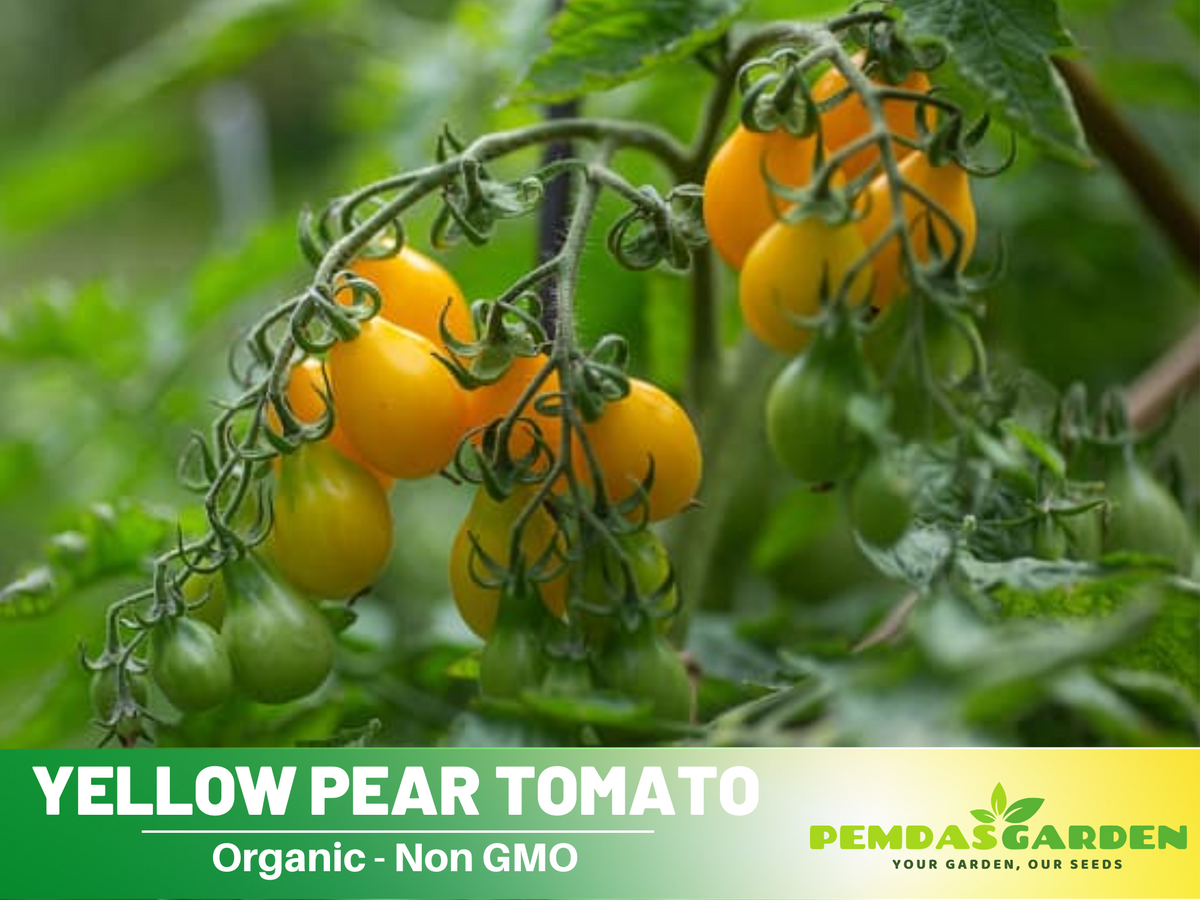 60 Seeds| Yellow Pear Tomato Seeds #7011