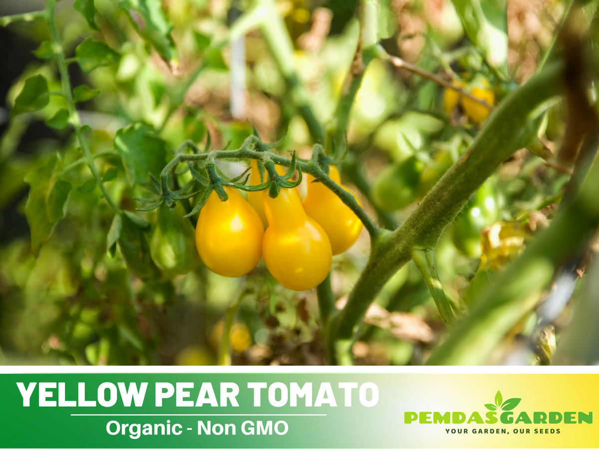 60 Seeds| Yellow Pear Tomato Seeds #7011